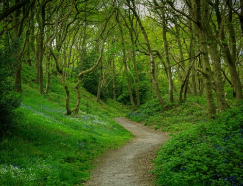 Contentment is the Supreme Wealth